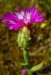 centaurea_diluta_virag.jpg

238,08 KB 
411 x 600 
2007.02.22.
