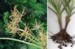 cyperus esculentus2.jpg

338,76 KB 
708 x 464 
2007.02.22.
