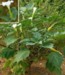 datura_inoxia2.jpg

375,76 KB 
519 x 600 
2007.02.22.
