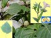 datura_metel_2.jpg

262,63 KB 
600 x 450 
2007.02.22.
