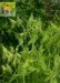 euphorbia lathyrus_2.jpg

274,48 KB 
440 x 600 
2007.02.22.
