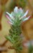 ononis_alopecuroides2.jpg

198,42 KB 
375 x 600 
2007.02.22.
