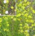 senecio_inequidens2.jpg

316,67 KB 
468 x 476 
2007.02.22.
