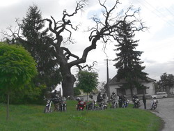 A h�res ordasi R�k�czi fa