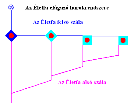 Az Életfa elágazó hurokrendszere, a felsõ és alsó szálak