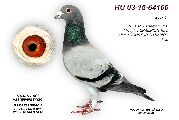 HU03-16-64166