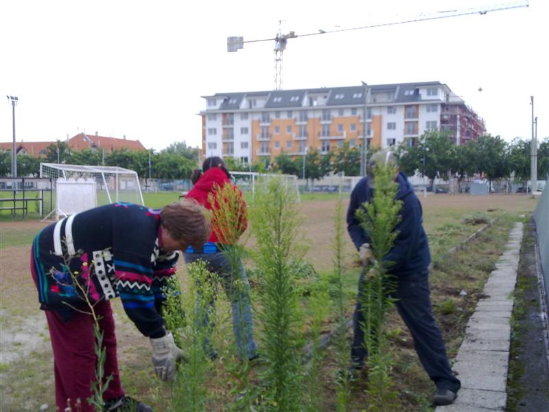 20100728226 (Medium).jpg