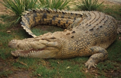 krokodil