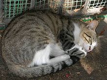 macska