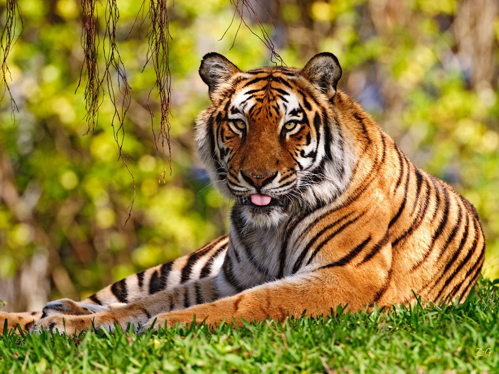 tigris