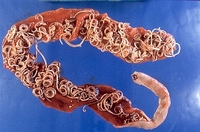 Orsófégrek egy kutya vékonybelében