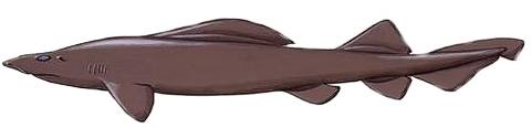  Synechodus sp. 