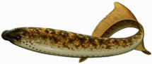 †   Euphanerops longaevus