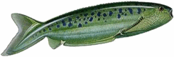 †   Pharyngolepis oblongus