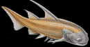 Valódi végtagú félcsontos halak (Acanthodii)