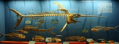 Sügéralakúak (Perciformes) a földtörténeti Eocén korból