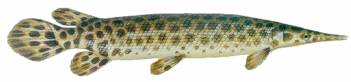 Lepisosteus
