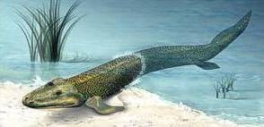 † Tiktaalik roseae