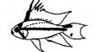 Apistogramma