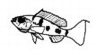 Biotoecus