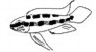 Dicrossus
