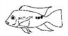 Geophagus steindachneri