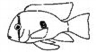Gymnogeophagus