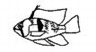Mikrogeophagus