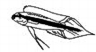 Taeniacara