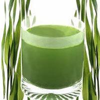 alga
