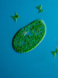 chlorella vulgaris alga