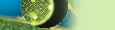 alga-head