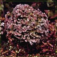 lithotamneum calcareum alga