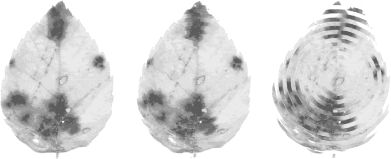 figs/flhk_0334.gif