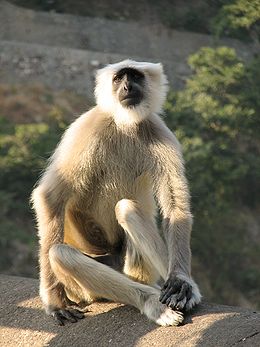 hilu