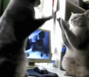 Cats Playing Patty-cake, what they were saying
