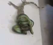 Gecko VS Serpiente 
