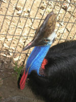 Detail of Cassowary head
