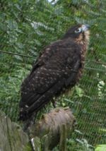 New Zealand Falcon