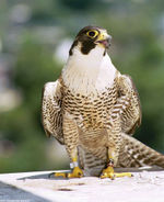 Peregrine Falcon