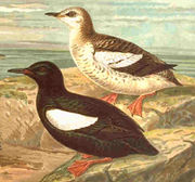 Black Guillemot in summer and winter plumages