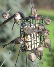 Bushtits on a suet feeder