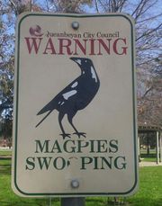 Warning sign about magpie swooping
