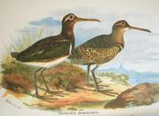 Illustration of Greater Painted Snipe from Hume and Marshall, Gamebirds of India, Burmah and Ceylon.