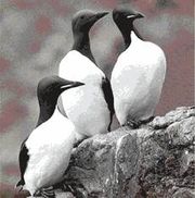 Common (centre) and Brunnich's Guillemots