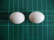 Barbary dove eggs on 1 cm grid