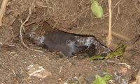 Audubon's Shearwater chick
