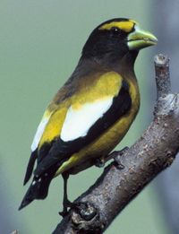 Evening Grosbeak