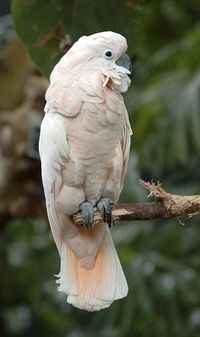 Moluccan Cockatoo (Cacatua (Cacatua) moluccensis)