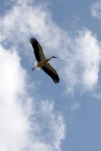 A White Stork in flight in Spain.